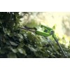 Кущоріз телескопічний акумуляторний Greenworks G24PH51 (2300707) (без акумулятора і ЗП)