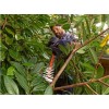 Кущоріз мережевий з ножівкою Black & Decker BEHTS401-QS